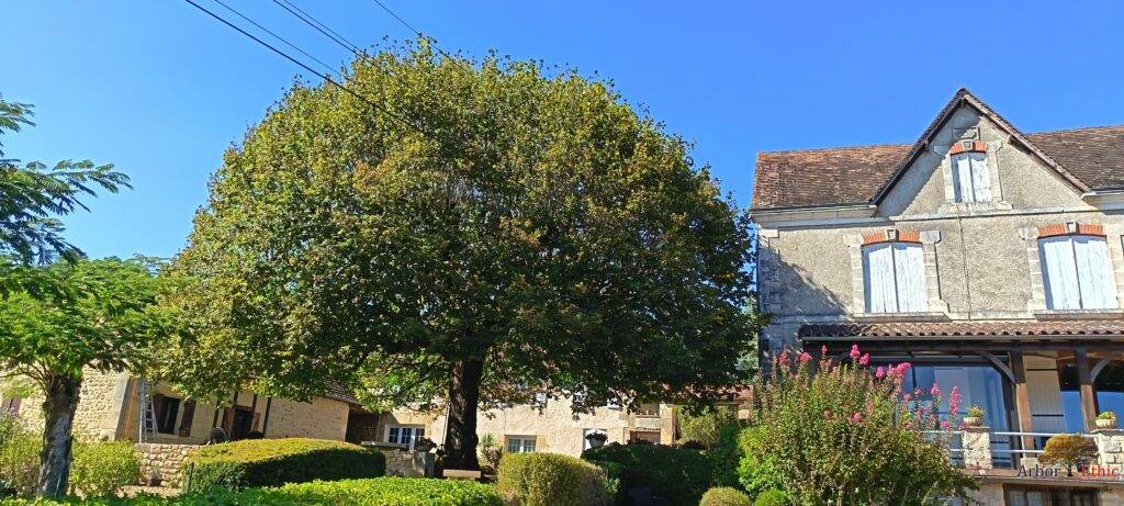 Tilleul du camping à Tursac