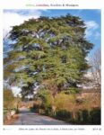 cedre_liban_st_leon_vezere_fond_blanc_cedre_seul-2